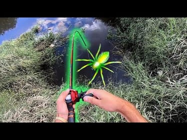 INSANE CREEK FISHING with SPIDER LURE!! {Unexpected Catch)