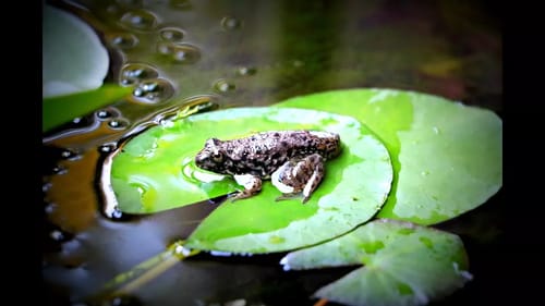 DID OUR PET BASS EAT THIS FROG?!