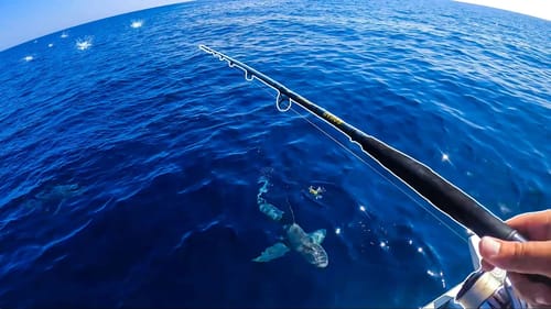 Boat Attacked By Sharks While on an Insane Offshore Topwater Bite!