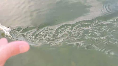Swimbait Review: Trashy Bass Baby Shiner Wake