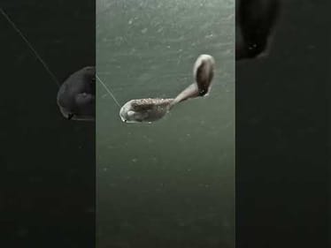 This bait has the MOVES 🤯😮‍💨