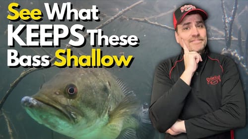 Witness Factors That Pull Bass Ultra-Shallow All Year | 4 Key Factors