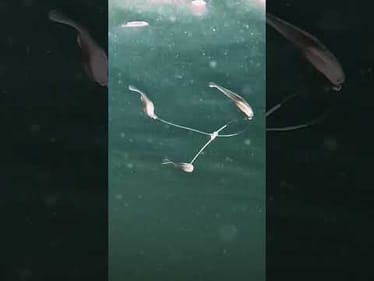 We thought only bad things come in threes… 😍🤤 Featured: @berkleyfishing Triple Minnow Rig