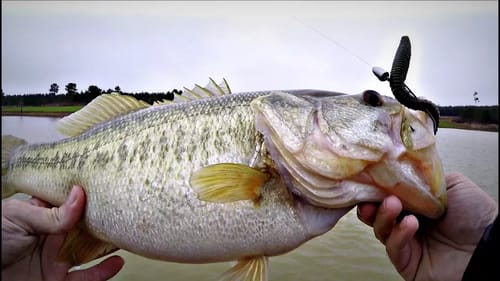 New Fishing Partnership?