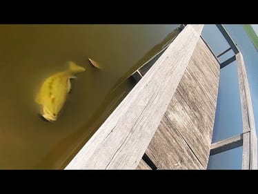 I can't BELIEVE I FOOLED this GIGANTIC BASS!!