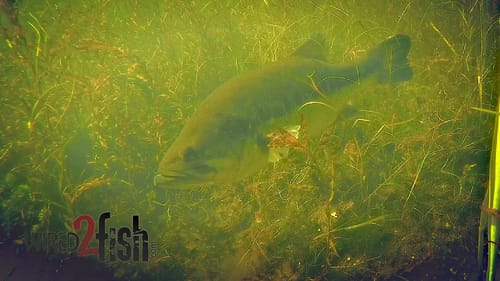 Springtime Bass Location in Grass Lakes