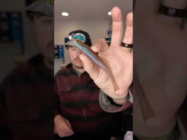 Crazy Deal on a KILLER Bass Bait!
