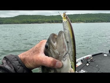 Watch How Bass HAMMER The Kanata Jerkbait…