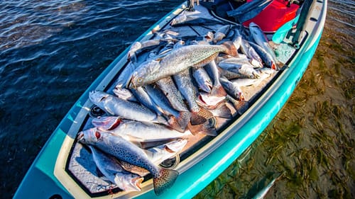 the fish kill is way worse than we thought...