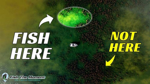 Avoid This Common Grass Fishing Mistake | #Catch15 Bass Fishing Challenge
