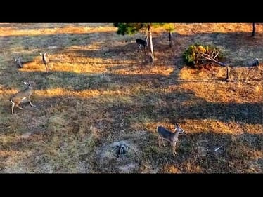 Scouting Big Bucks with a Drone
