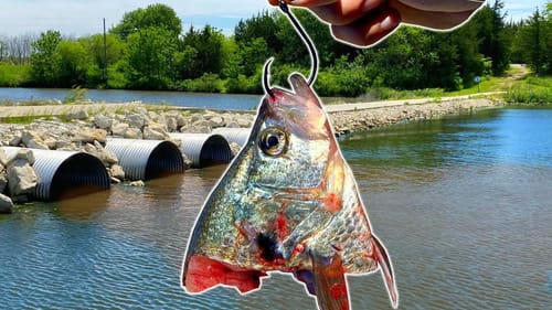 BIG CUT BAIT Catches the PREDATOR We've Been Chasing!! (Lake Fishing)