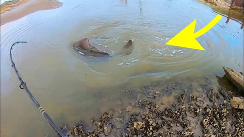 SIGHT FISHING a 30 LB CREEK MONSTER!!