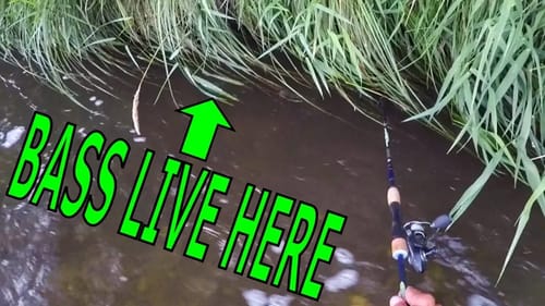 There's Bass Under The Grass!