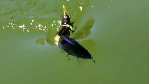 Swimbait Review: DS Customs BFG Gill Wake
