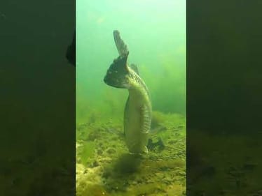 👀 Bass Eats Bluegill Whole!! 👀