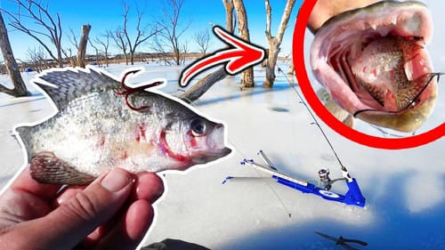 Using WHOLE Crappie for Bait!!! SHREDDED by Savage TOOTHY Fish! (Ice Fishing)