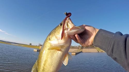 Trick Worms Bass Fishing Domination