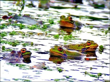 Frog Fishing Season Arrived!! Big Bass Hammer Topwater Frogs