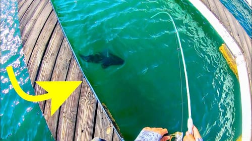 MONSTER BASS in CRYSTAL CLEAR WATER!!!
