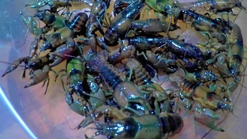 How To MAXIMIZE Fishing With Crawfish!!!