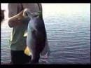 Big Bass Highlights, Largemouth Bass Fishng.