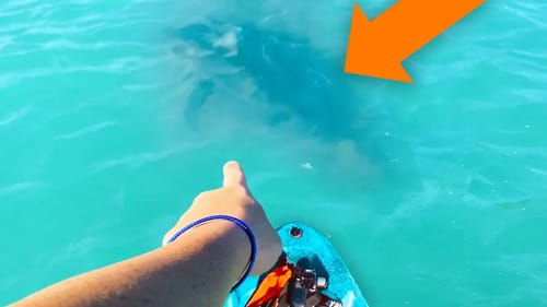 HUGE Shark UNDER My Kayak!