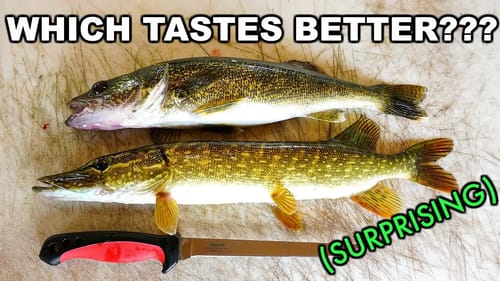 WALLEYE vs. PIKE Catch n' Cook | Which tastes Better??? (SURPRISING)