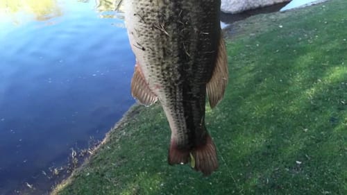 Catching Big Bass On Live Bluegill