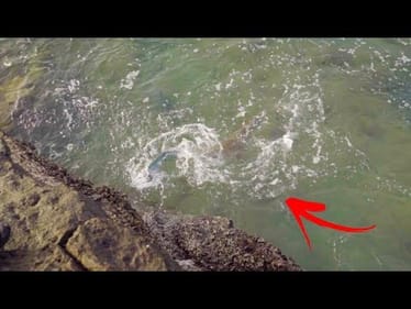 When Sharks Attack! (THAT WAS CLOSE)