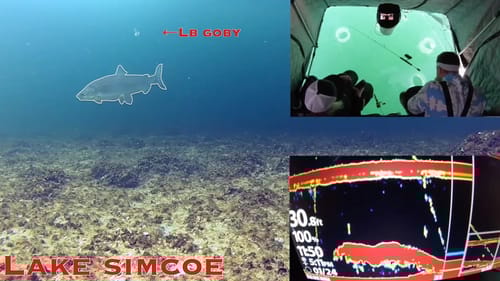 Lake Simcoe Underwater Footage HOOKING Whitefish!