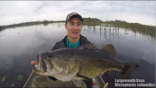 Bass Fishing + Big Bass on Frog (6+ lbs)
