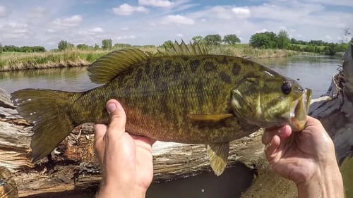 River Float And Fish Whopper Plopper Smallies