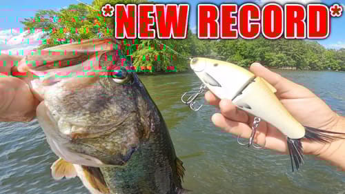 Catching the BIGGEST Limit of Bass EVER in this Tournament!!