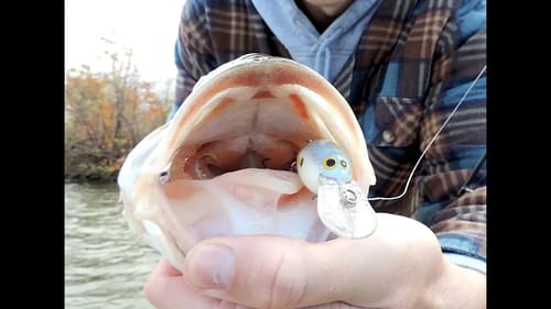 Top Fall Lures For Bass Fishing