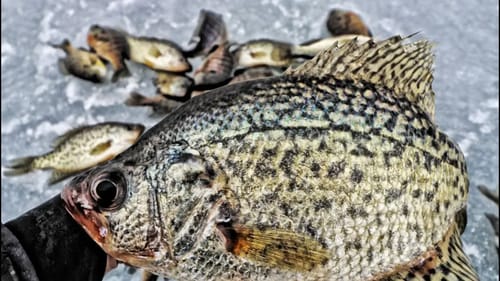 Targeting CRAPPIE & PANFISH Ice Fishing! Tips and Techniques!
