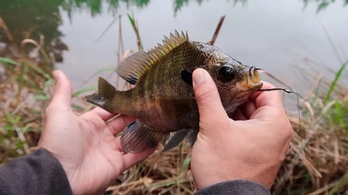 Fishing With GIANT Livebait (HUGE BASS)