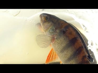 Searching For Swedish Monsters (-15°F Below)
