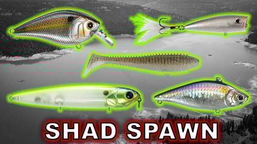 Top 5 Baits For Post Spawn Bass During The Shad Spawn