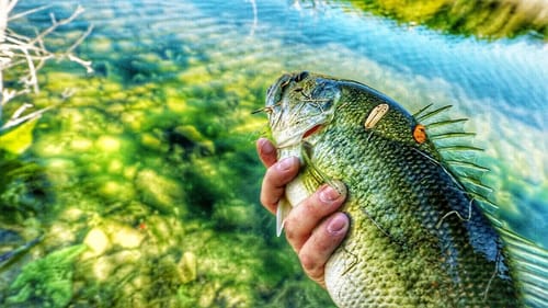 BED FISHING for my BIGGEST FISH of 2019