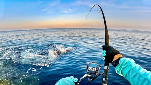 Giant Land Based Dogtooth Tuna!