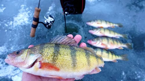 Pond Hopping for JUMBO Perch through THIN Ice!!!