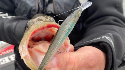 Table Rock/Stockton/Grand/Bull Shoals Fishing Report...1/31/21