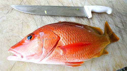RED SNAPPER Cooked over Handmade Grill!! (Catch and Cook)