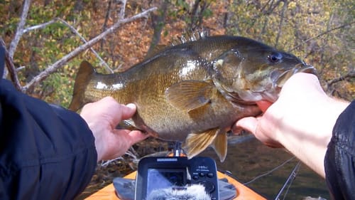 Jig 'N Grub Fall Smallies