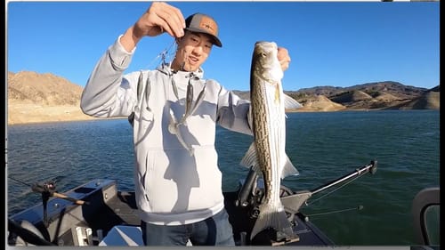 Thanksgiving Striper Bite!