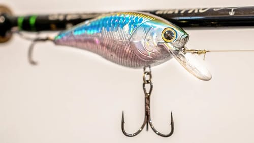 Where Do Bass Go During The Fall Transition? (And How To Catch Them!)