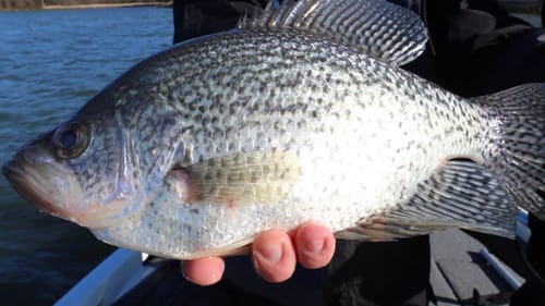 Catching BIG CRAPPIE Under MARINA DOCKS! (Lake Guntersville)