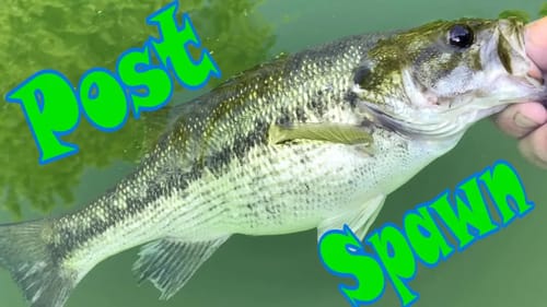 Post Spawn Bass Fishing Grind