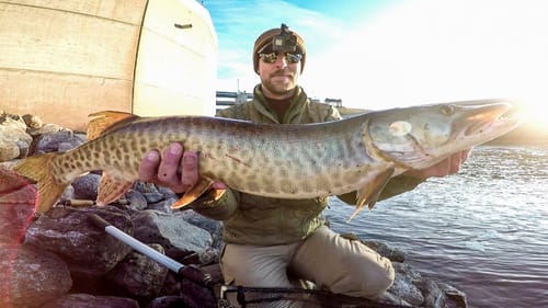 Spillway Multi Muskie Action!